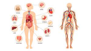 anatomy and physiology of the human body